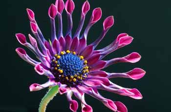 攻击网站在线工具