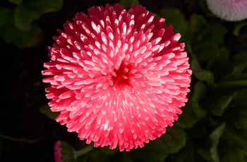 系统优化软件的免费ddos压力测试平台