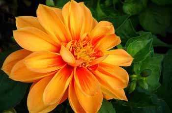 网页DDOS攻击平台