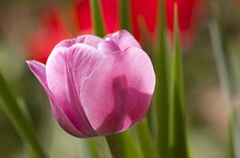 免费ddos在线攻击